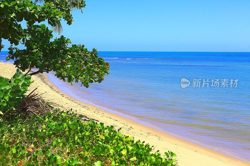 热带天堂:田园诗般的Praia do Forte海滩，阳光明媚的巴伊亚，巴西